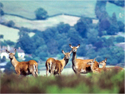 Exmoor
